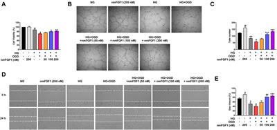 Corrigendum: NmFGF1-regulated glucolipid metabolism and angiogenesis improves functional recovery in a mouse model of diabetic stroke and acts via the AMPK signaling pathway